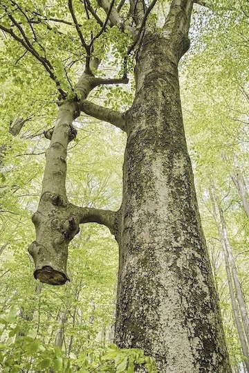 parent & child tree